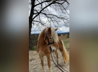 Haflinger, Étalon, 3 Ans