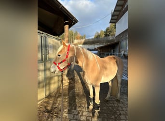 Haflinger, Étalon, 3 Ans