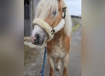 Haflinger, Étalon, 4 Ans, 153 cm, Alezan