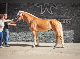 Haflinger, Étalon, 4 Ans, 153 cm, Alezan