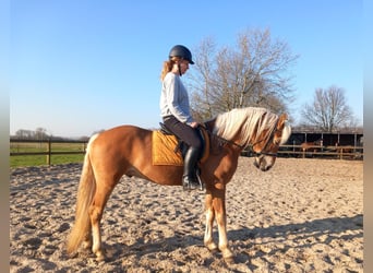 Haflinger Croisé, Étalon, 5 Ans, 153 cm, Alezan