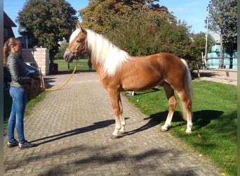 Haflinger Croisé, Étalon, 5 Ans, 153 cm, Alezan