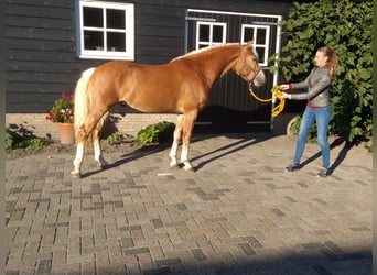 Haflinger Croisé, Étalon, 5 Ans, 153 cm, Alezan