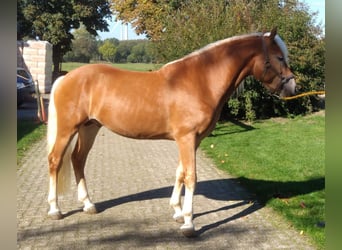 Haflinger Croisé, Étalon, 5 Ans, 153 cm, Alezan