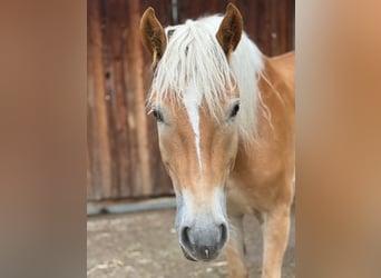 Haflinger, Étalon, 5 Ans, 155 cm, Alezan