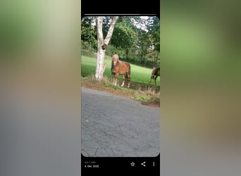 Haflinger, Étalon, 6 Ans, 140 cm, Alezan