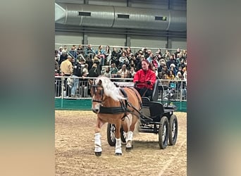 Haflinger, Étalon, 6 Ans, 149 cm, Alezan