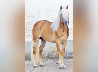 Haflinger, Étalon, 6 Ans, 153 cm