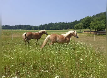 Haflinger, Étalon, 6 Ans, Alezan