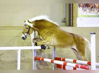 Haflinger, Étalon, 8 Ans, 153 cm, Alezan