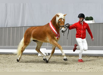 Haflinger, Étalon, 4 Ans, 150 cm, Alezan