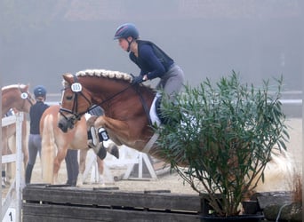 Haflinger, Étalon, 13 Ans, 151 cm, Alezan