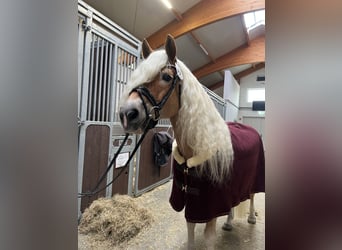 Haflinger, Étalon, 13 Ans, 151 cm, Alezan