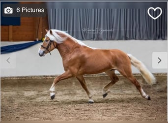 Haflinger, Étalon, 10 Ans, 153 cm, Alezan