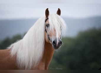 Haflinger, Étalon, 10 Ans, 153 cm, Alezan