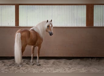 Haflinger, Étalon, 10 Ans, 153 cm, Alezan