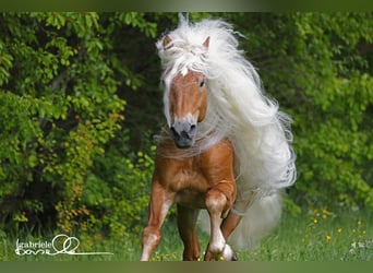 Haflinger, Étalon, 11 Ans, 152 cm, Alezan