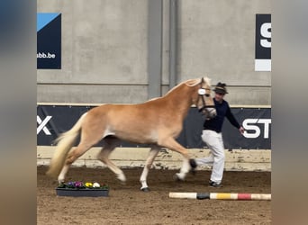 Haflinger, Étalon, 3 Ans, 152 cm, Alezan