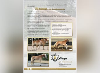 Haflinger, Étalon, 3 Ans, 152 cm, Alezan