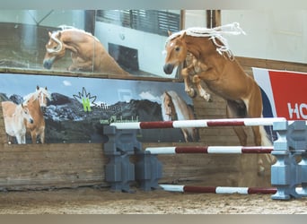 Haflinger, Étalon, 11 Ans, 152 cm, Alezan