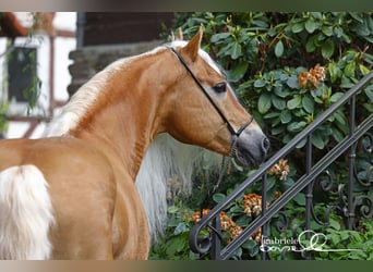 Haflinger, Étalon, 11 Ans, 152 cm, Alezan