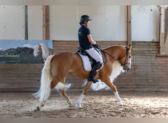 Haflinger, Étalon, 11 Ans, 152 cm, Alezan