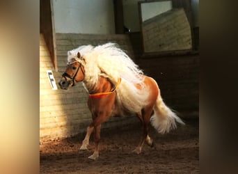 Haflinger, Étalon, 11 Ans, 152 cm, Alezan