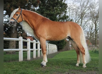 Haflinger, Étalon, 11 Ans, 152 cm, Alezan