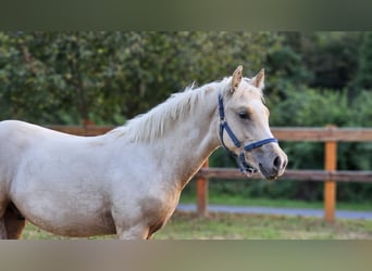 Haflinger Croisé, Étalon, Poulain (03/2023), 133 cm, Palomino