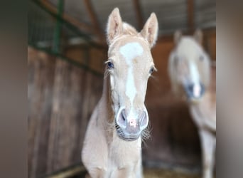 Haflinger Croisé, Étalon, Poulain (03/2023), 133 cm, Palomino