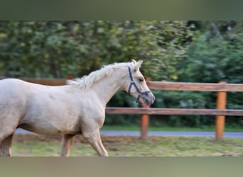 Haflinger Croisé, Étalon, Poulain (03/2023), 133 cm, Palomino