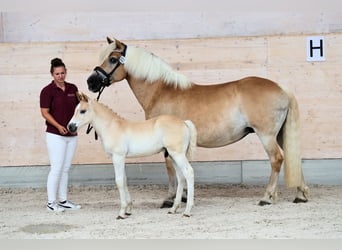 Haflinger, Étalon, Poulain (05/2026), 150 cm, Alezan