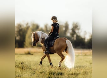 Haflinger, Étalon, Poulain (05/2024), 150 cm, Alezan