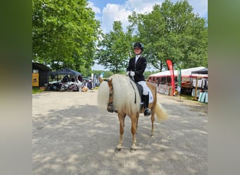 Haflinger, Étalon, Poulain (02/2024), 150 cm, Alezan