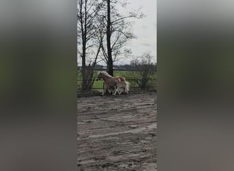 Haflinger, Étalon, Poulain (02/2024), 150 cm, Alezan