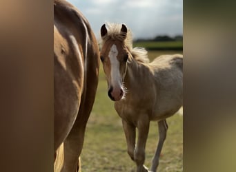 Haflinger, Étalon, Poulain (03/2026), 150 cm