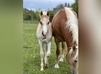 Haflinger, Étalon, Poulain (03/2026), 150 cm