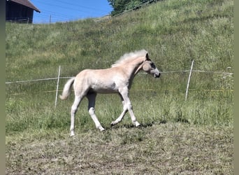 Haflinger, Étalon, Poulain (02/2026), 150 cm