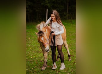 Haflinger Croisé, Étalon, Poulain (04/2025), 150 cm