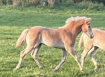 Haflinger, Étalon, Poulain (04/2024), 152 cm, Alezan