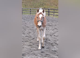 Haflinger, Étalon, Poulain (03/2026), 152 cm