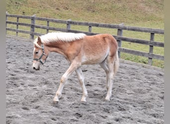 Haflinger, Étalon, Poulain (03/2026), 152 cm