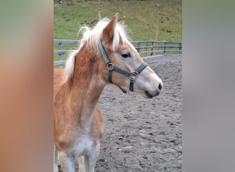 Haflinger, Étalon, Poulain (03/2026), 152 cm