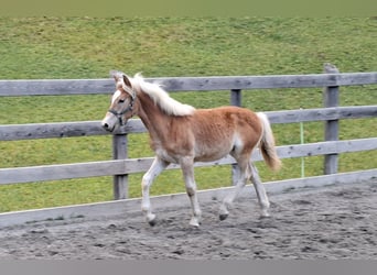 Haflinger, Étalon, Poulain (03/2026), 152 cm