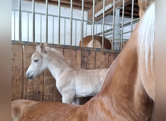 Haflinger, Étalon, Poulain (03/2026), 153 cm, Alezan
