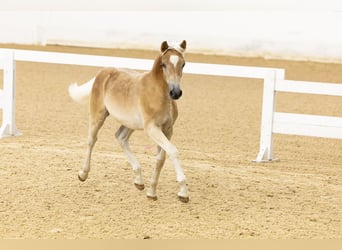 Haflinger, Étalon, Poulain (04/2024), 153 cm, Alezan