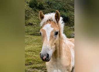 Haflinger, Étalon, Poulain (03/2026), 153 cm, Alezan