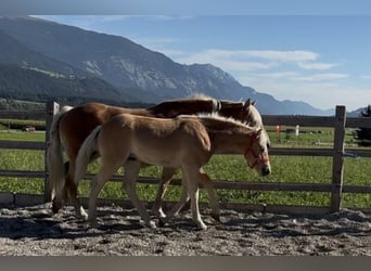 Haflinger, Étalon, Poulain (03/2026), 153 cm, Alezan
