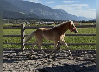 Haflinger, Étalon, Poulain (03/2026), 153 cm, Alezan