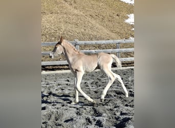 Haflinger, Étalon, Poulain (03/2026), 155 cm, Alezan